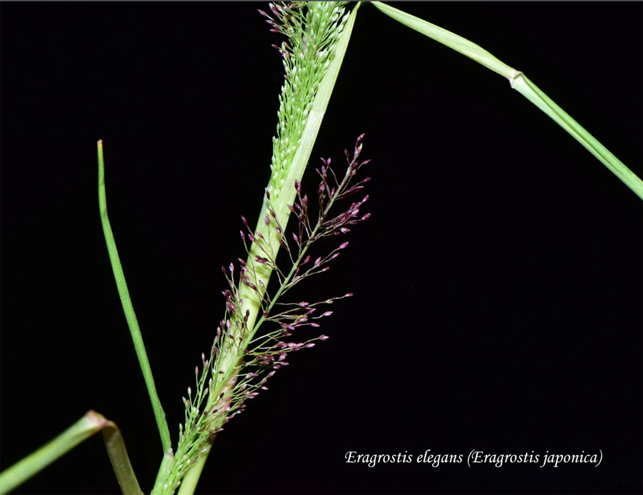 Armurohi Elegant Love Grass Eragrostis elegans Японская любовная трава - Полевичка изящная